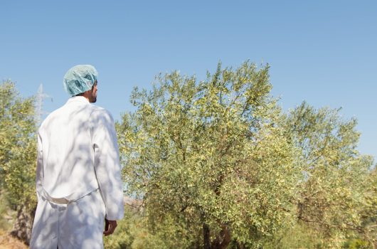 Agronomist looking at olive trees in the countryside.